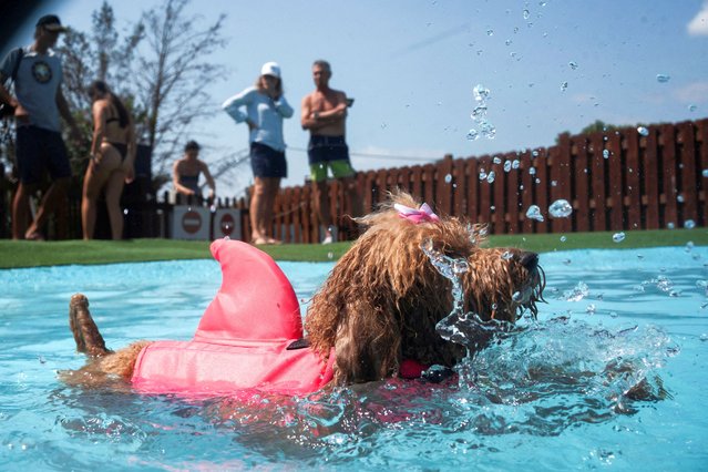 A dog cools off and plays in a waterpark for dogs while people try to escape the heat as temperatures are forecast to intensify in Barcelona, Spain on August 3, 2025. (Photo by Bruna Casas/Reuters)
