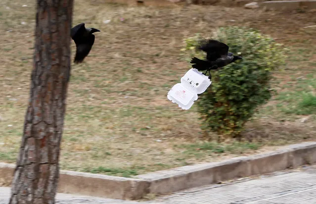 A crow carrying litter is chased by another in Islamabad, Pakistan February 20, 2018. (Photo by Caren Firouz/Reuters)