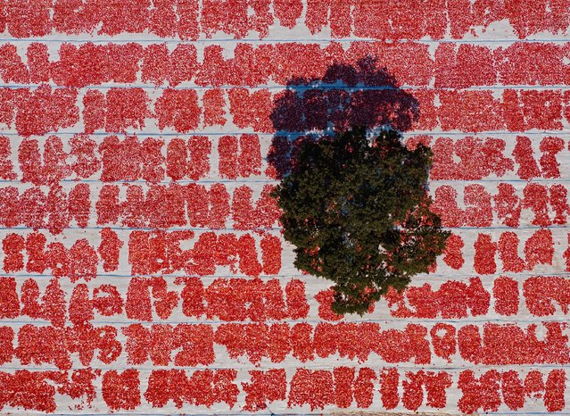 An aerial view of tomatoes left under the sun to dry at Torbali Plain in Izmir, Turkiye on July 17, 2025. The tomatoes, which are planted in April and harvested in July in the region, are dried by keeping them under the sun for a week with sulfur or salt according to customer demand. (Photo by Mehmet Emin Menguarslan/Anadolu via Getty Images)
