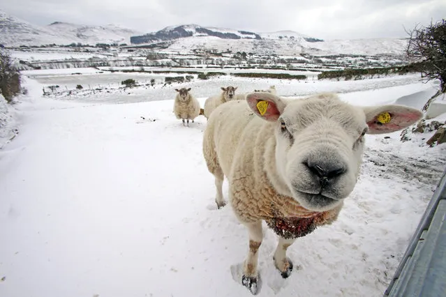 Winter conditions in the village of Hillltown, County Down, Northern Ireland, Britain, 02 March 2018. Sleet and snow have made driving conditions difficult and more than 400 schools are closed across Northern Ireland after heavy snowfalls. The British official weather service, the Met Office, has issued warnings for more snowfalls over parts of Northern Ireland and the UK. (Photo by Paul McErlane/EPA/EFE)