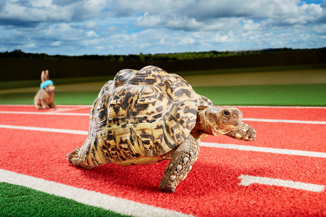 The Guinness World Record for the fastest tortoise in the world is held by Bertie, a South African leopard tortoise, who covered 5.49 metres in 19.59 seconds. (Photo by Paul Michael Hughes/Guinness World Records/PA Wire Press Association)