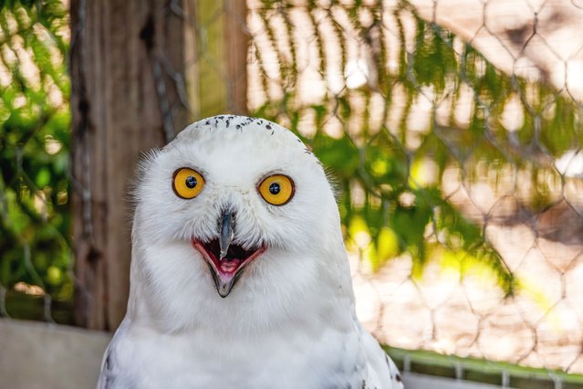 The snowy owl was spooked by passing wallabies at Hamerton Zoo Park in Hamerton, near Sawtry, Cambridgeshire, UK on September 10, 2025. (Photo by Daniel Thrower/Solent News)