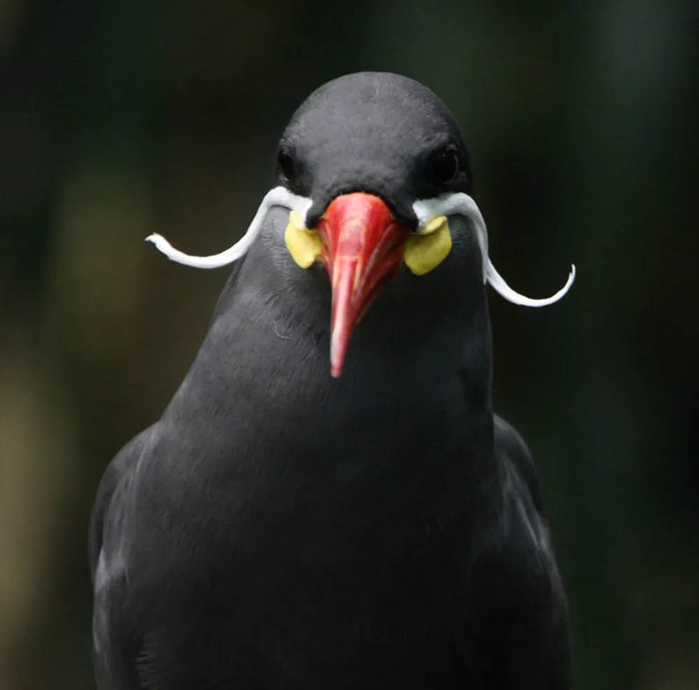 Beard Bird Inca Tern 