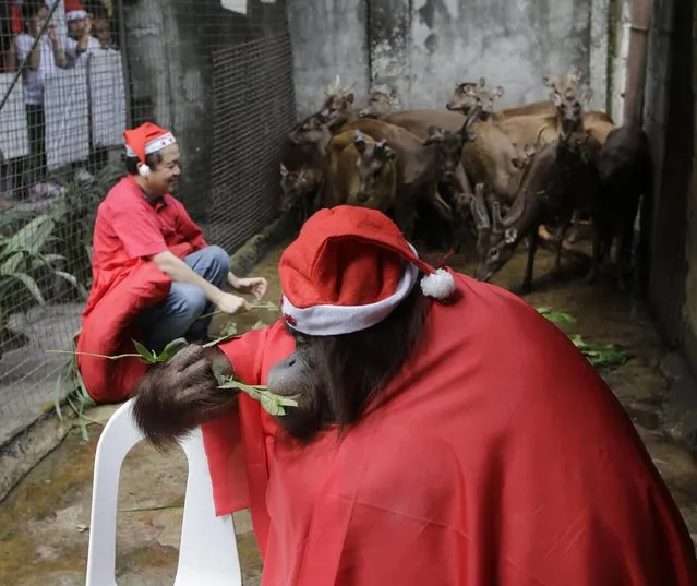 An orangutan named “Pacquiao” wearing a Santa costume chews leaves as zoo owner Manny Tangco feeds his Brown Philippine Deer while giving school children a tour ahead of the next week's Christmas celebration Thursday, December 18, 2014 in suburban Malabon city, north of Manila, Philippines. (Photo by Bullit Marquez/AP Photo)