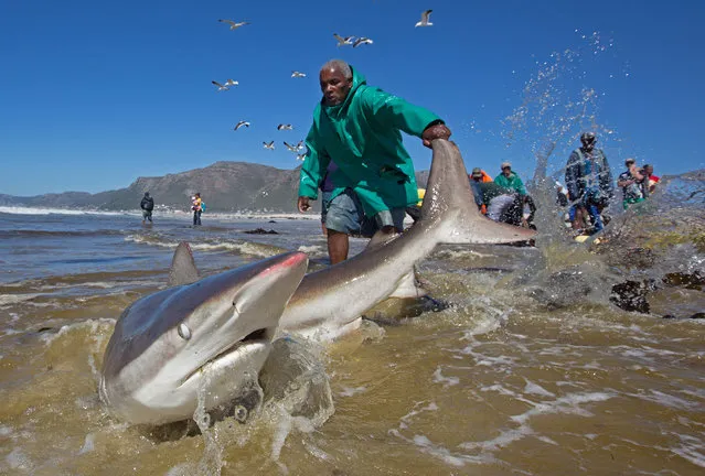 Bronze whaler shark (Carcharhinus brachyurus), caught in traditional seine net and released by fisherman, Muizenberg beach, Cape Town, South Africa on October 11, 2016. (Photo by Chris and Monique Fallows/NPL)