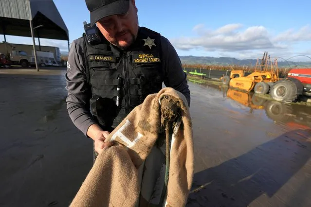 An SPCA (Society for the Prevention of Cruelty to Animals) worker rescues an abandoned dog as floodwaters from the Pajaro River inundate residents after days of heavy rain in Pajaro, California, U.S., March 15, 2023. (Photo by David Swanson/Reuters)