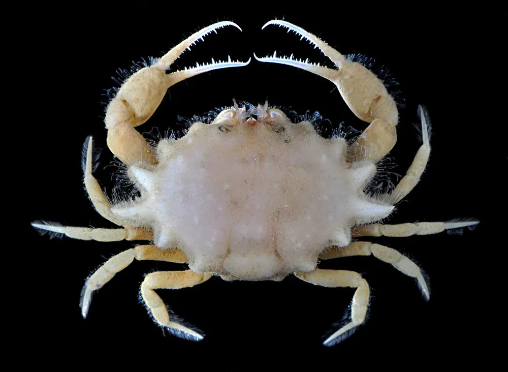 Singapore Marine Biodiversity Survey with Arthur Anker