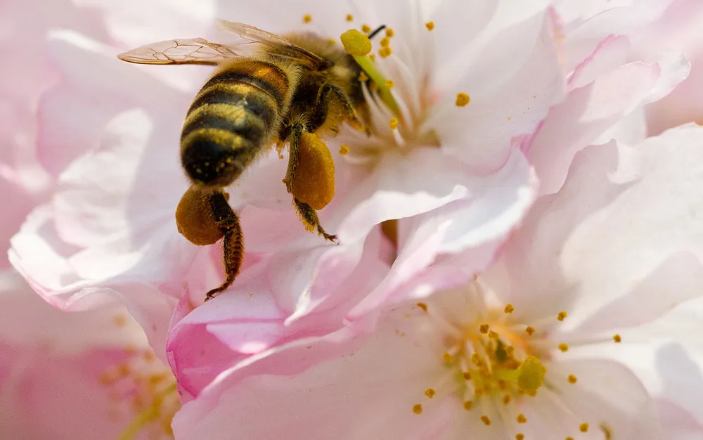 The Week in Pictures: Animals, April 20 – April 26, 2013