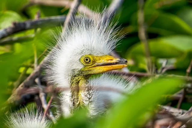 A Newly hatched baby Egret in a nest in the Wakodahatchee Wetlands in Delray Beach, Florida on March 26, 2023. (Photo by Ronen Tivony/SOPA Images/Rex Features/Shutterstock)