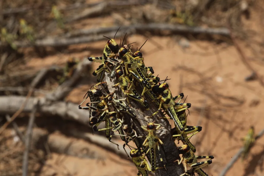 Billions of Locusts Hatched in Southern Israel