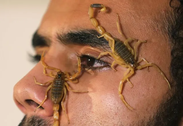 Mohamed Hamdy Boshta, 25-year-old, shows scorpions that he hunted on Egyptian deserts and shores to extract their prized venom for medicinal use, at his company Cairo Venom Company, a project housing thousands scorpions in various farms across the country, in Cairo, Egypt on December 6, 2020. (Photo by Mohamed Abd El Ghany/Reuters)