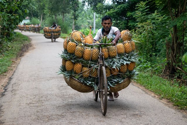 Farmers parade bicycles laden with pineapples at a market in the town of Tangail, northwest of Dhaka, Bangladesh on July 16, 2025. The use of bicycles reduces transportation costs for the farmers, who can carry up to 100 pineapples on each bike. The harvested pineapples are loaded in bicycles and pushed all the way through a forest to the biggest pineapple market in Bangladesh. Pineapple has been cultivated on 8,000 hectares of land where 3,00,000 tonnes of pineapple are produced in Tangail, Bangladesh, the largest growing area of the country. This fruit cultivation boosts the agroforestry industry in Bangladesh. (Photo by Joy Saha/ZUMA Press Wire/Rex Features/Shutterstock)