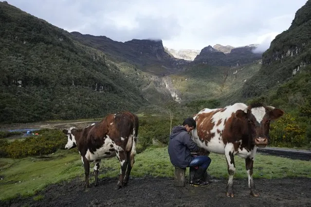 Emerson Camargo milks cows near the Nevado del Ruiz volcano, background, in Villahermosa, Colombia, Tuesday, April 11, 2023. Colombian officials began to evacuate some families after the volcano showed high levels of seismic activity that could signal an eruption in the coming days or weeks. (Photo by Fernando Vergara/AP Photo)