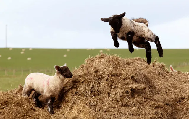 Lambs enjoying the spring weather in Lanarkshire, Scotland on May 07, 2018. (Photo by David Cheskin/PA Images via Getty Images)