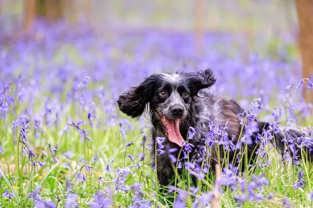 Inka, a sprocker spaniel enjoys the colourful bluebells which have come into bloom in East Horsley, United Kingdom on April 27, 2023. (Photo by Oliver Dixon/The Times)