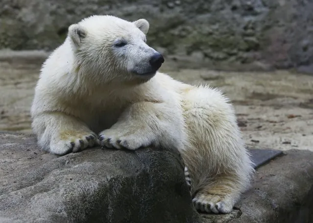 A polar bear rests in its enclosure at Munich's Hellabrunn Zoo January 14, 2015. (Photo by Michael Dalder/Reuters)