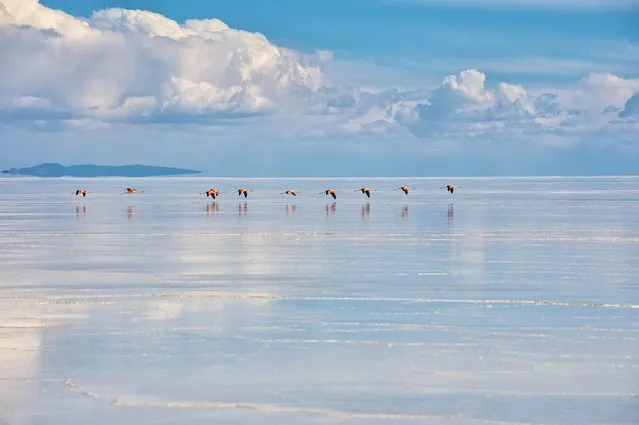 “Flamingos in transit”. Flamingos flying over the Bolivian saltflats. Location: Potosi, Bolivia. (Photo and caption by Anders Backman/National Geographic Traveler Photo Contest)
