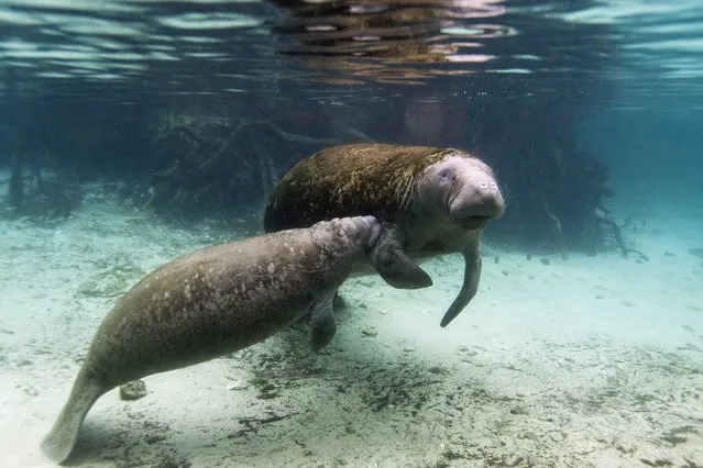 A manatee calf nurses from its mother inside of the Three Sisters Springs in Crystal River, Florida January 15, 2015. (Photo by Scott Audette/Reuters)