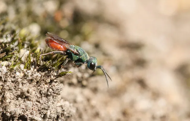 A tiny ruby-tailed wasp perched on moss on the ground, UK. (Photo by Sandra Standbridge/Alamy Stock Photo)