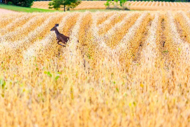 Female white-tailed deer running through a field of soybeans, Wisconsin, US. (Photo by Michael Tatman/Alamy Stock Photo)