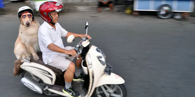 Cool rider Ace on the back on the motorbike, on January 12, 2015, in Surabaya, Indonesia. (Photo by Jefta Images/Barcroft Media/ABACAPress)