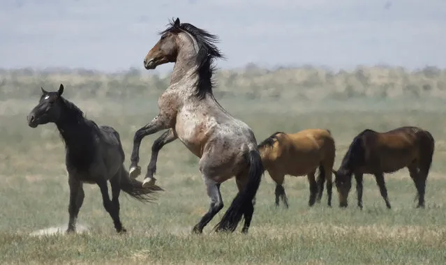 In this Wednesday, July 18, 2018, photo, a wild horse jumps among others near Salt Lake City. (Photo by Rick Bowmer/AP Photo)