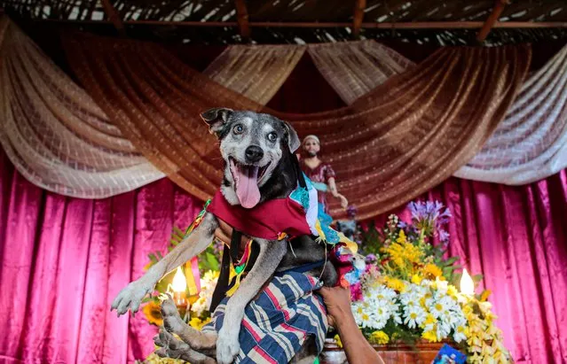 A devotee presents his dog to the image of Saint Lazarus during a mass in his honor at the Magdalena church in the indigenous community of Monimbo, in Masaya, Nicaragua on April 3, 2022. (Photo by Oswaldo Rivas/AFP Photo)