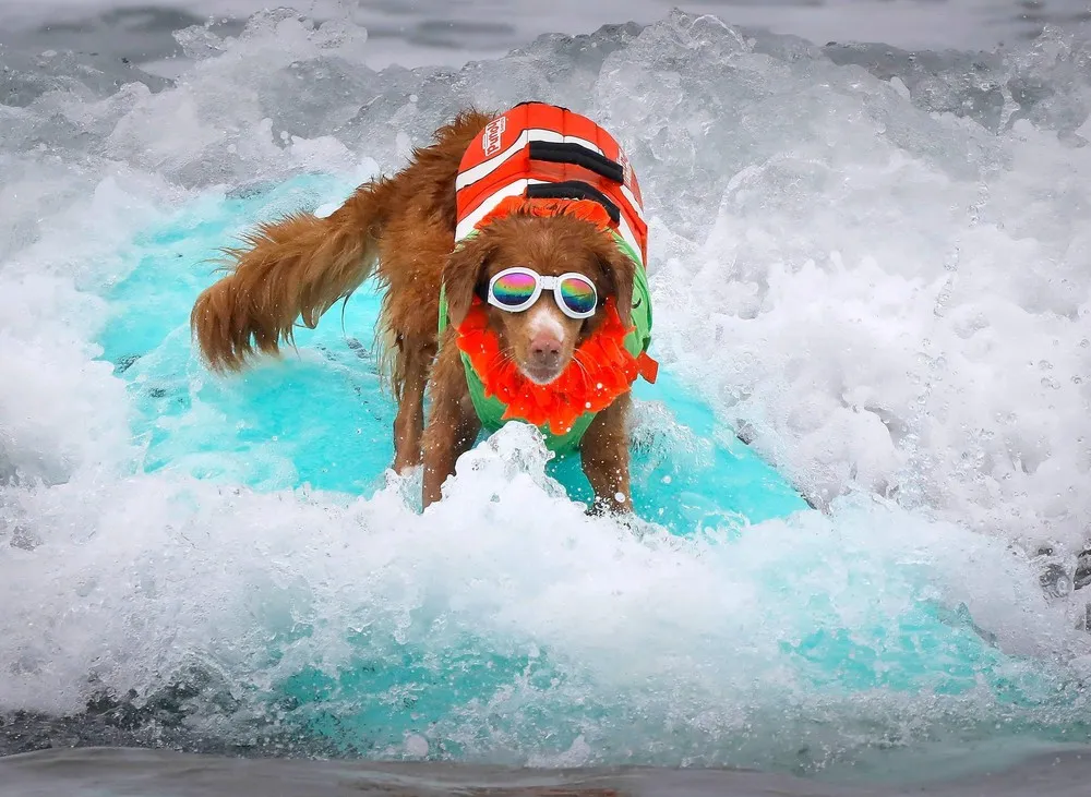 13th Annual Surf Dog Competition in San Diego