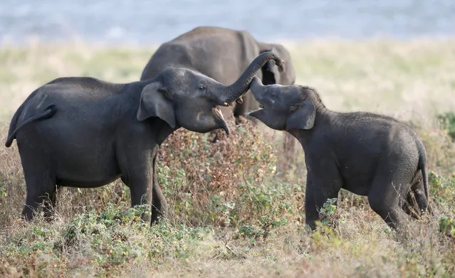Baby elephants in Kaudulla national park in Habarana, Sri Lanka on July 30, 2018. (Photo by Dinuka Liyanawatte/Reuters)