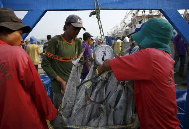 Workers weight frozen tuna before selling at Muara Angke fish auction in Jakarta, January 4, 2016. (Photo by Reuters/Beawiharta)