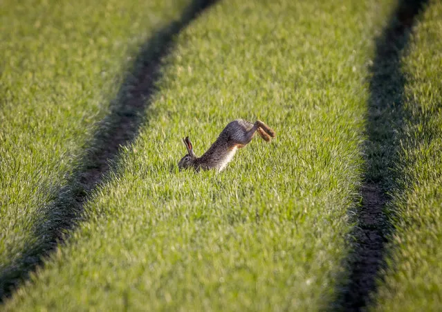 A hare jumps on a field in the outskirts of Frankfurt, Germany, Friday, April 23, 2021. (Photo by Michael Probst/AP Photo)
