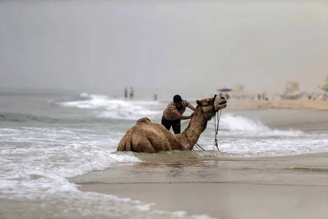 A Palestinian man bathes his camel in the sea during a dust storm in Gaza City on March 23, 2021. (Photo by Mohammed Abed/AFP Photo)
