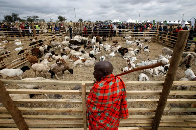 A Maasai man attends a livestock auction promoting registration to the Kenyan NHIF (National Hospital Insurance Fund), near the town of Kajiado in Kajiado County, Kenya on September 3, 2018. (Photo by Baz Ratner/Reuters)