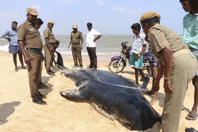 Indian wildlife officials measure one among the dozens of whales that have washed ashore on the Bay of Bengal coast's Manapad beach in Tuticorin district, Tamil Nadu state, India,Tuesday, January12, 2016. (Photo by Senthil Arumugam/AP Photo)