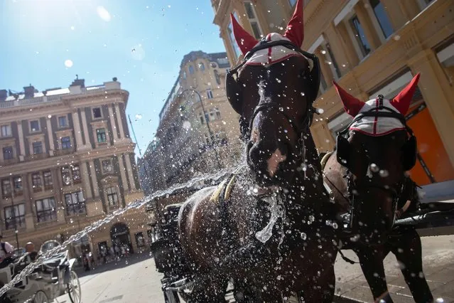 A Fiaker carriage driver sprays his horses with water at Petersplatz in Vienna on August 21, 2023 where the current heat wave is keeping temperatures around 35 degrees Celsius, above which the horses are not supposed to work. (Photo by Alex Halada/AFP Photo)