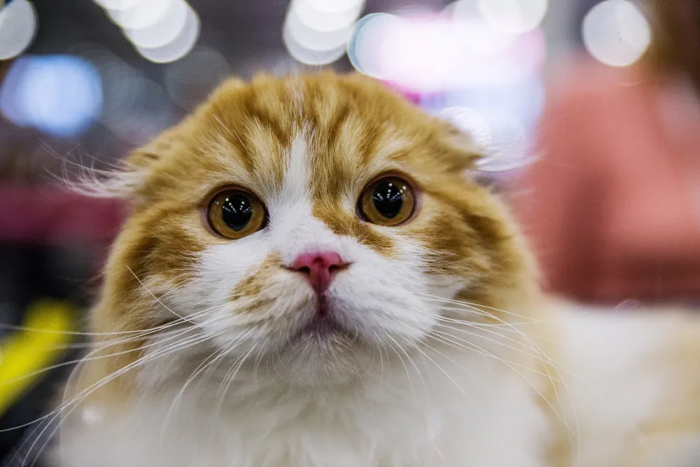 The Grand Prix Royal Canin Cat Show in Moscow