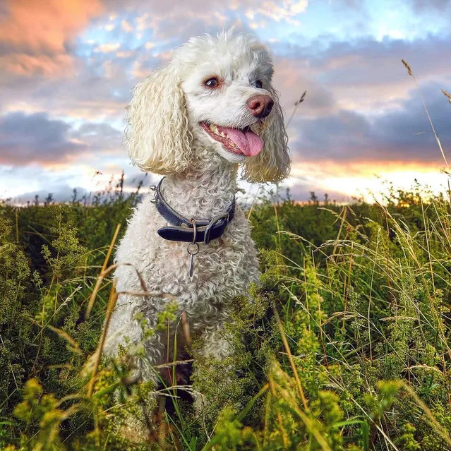 Super Ted. Ted the poodle in Gosforth, Newcastle. Animals & Pets shortlist. (Photo by Darren William Hall/@darrenwilliamhall)
