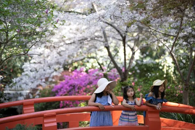 Children pose for a photo by cherry blossom trees at Descanso Gardens in La Canada Flintridge, California, April 7, 2021. (Photo by Mario Anzuoni/Reuters)