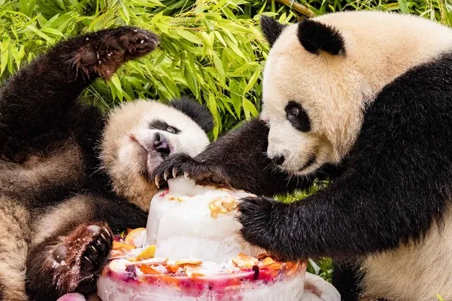 Panda twin cubs Pit and Paule celebrate their 4th birthday with an ice cake made of fruit and vegetables at the Zoologischer Garten zoo in Berlin on August 31, 2023. On loan from China, the cub's parents Meng Meng and male panda Jiao Qing arrived in Berlin in June 2017. While their cubs, Paule and Pit, are born in Berlin, they remain Chinese and must be returned to China after they have been weaned. (Photo by Odd Andersen/AFP Photo)