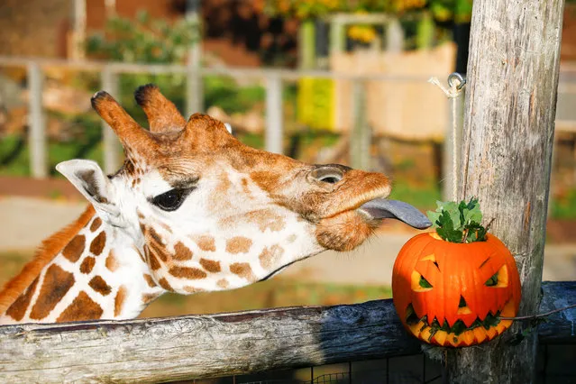 A giraffe interacts with a pumpkin during a photocall at London Zoo in London, Britain, October 25, 2018. (Photo by Henry Nicholls/Reuters)