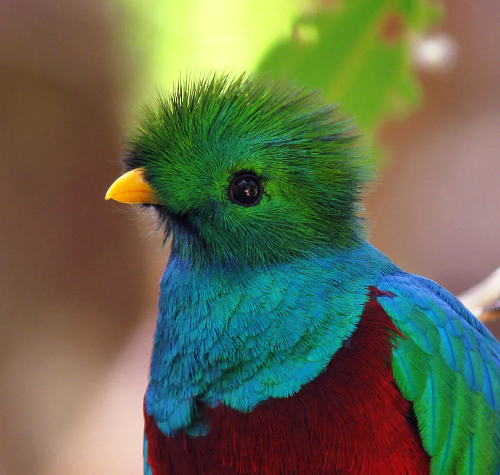 Resplendent Quetzal