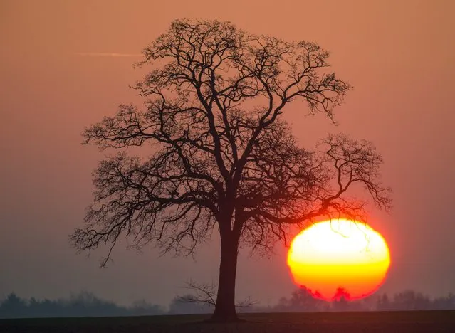 A sun rises on December 30, 2015 near Mallnow, Germany. (Photo by Patrick Pleul/AFP Photo/DPA)