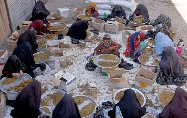 Women labourers clean and sort raisins at a market in Herat on October 2, 2023. (Photo by Mohsen Karimi/AFP Photo)