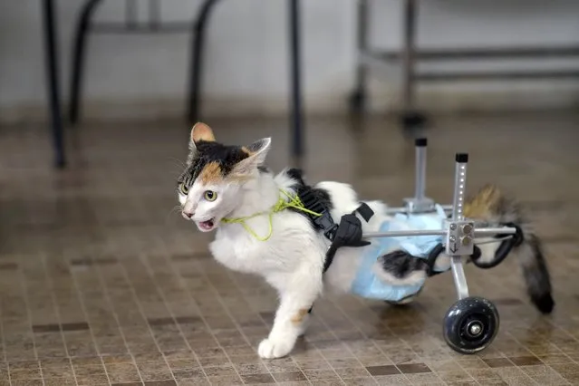 An 8-month-old cat walks with the help of a prosthetic two-wheel device, at a veterinary hospital in Chongqing municipality, March 16, 2015. The cat's rear legs lost the abilty to walk after falling from the ninth to fifth floor of a building last November, its since undergone four major surgeries which included removing parts of its organs, local media reported. (Photo by Reuters/China Daily)