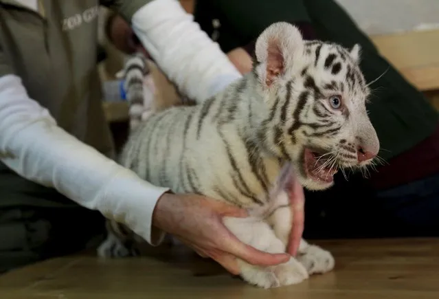 Two-month-old white bengal tiger cub growls during a medical examination at Gyor Zoo in Gyor, west of Budapest, March 20, 2015. (Photo by Bernadett Szabo/Reuters)
