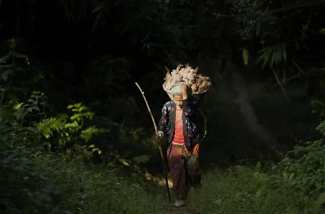 In this Saturday, November 10, 2018 photo, a Lotha Naga tribal woman carries vegetables in a traditional bamboo basket in Pangti village, in the northeastern Indian state of Nagaland. The people in the area transformed from being hunters – killing up to 15,000 migratory Amur Falcons a day in 2012 – to conservators – a feat that locals regard as one of the biggest conservation success stories in South Asia. (Photo by Anupam Nath/AP Photo)