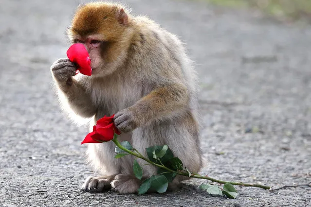 Barbary Macaques are given a Valentines Day treat – roses and frozen love hearts filled with sunflower seeds – at Blair Drummond Safari Park near Stirling, UK on February 12, 2016. (Photo by Andrew Milligan/PA Images/Startraksphoto)