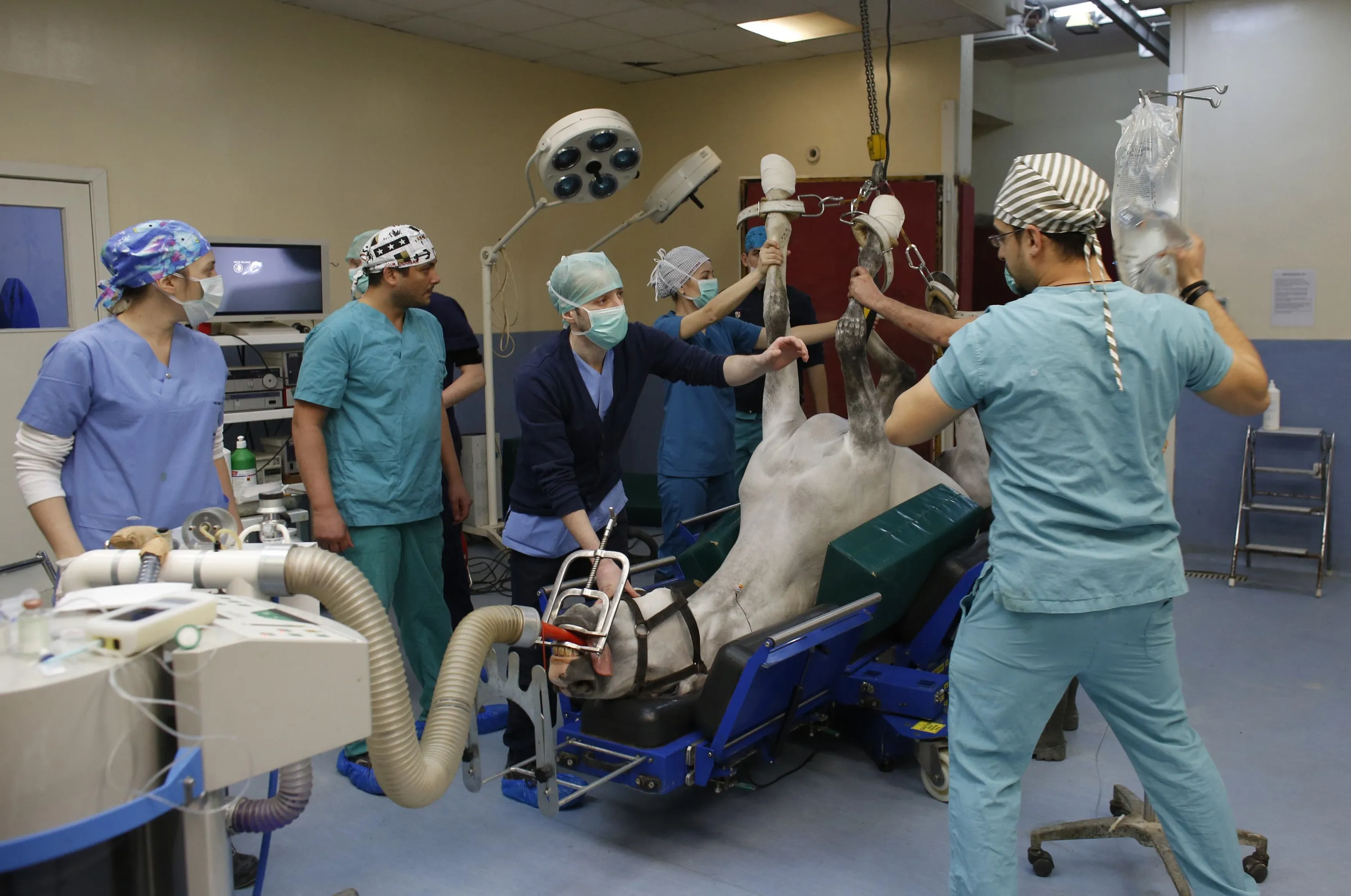 Подготовка хирурга к операции. Ветеринарная Операционная. Хирургическая операция животных.