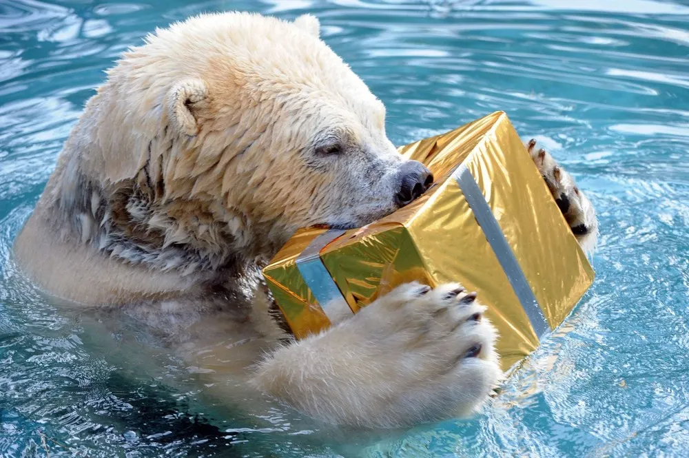 Happy Christmas from the Animal Kingdom