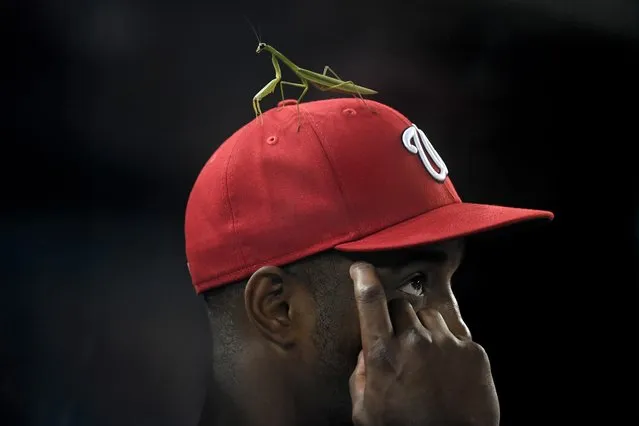Washington Nationals center fielder Victor Robles (16) had a hitchhiker, a preying mantis, follow him through the last innings in the game against the Philadelphia Phillies at Nationals Park August 02, 2021 in Washington, DC.  The Washington Nationals lost to the Philadelphia Phillies 7-5. (Photo by Katherine Frey/The Washington Post)